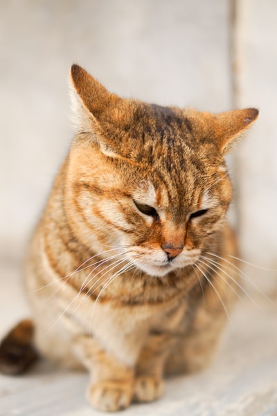 棕色斑猫的选择性聚焦照片